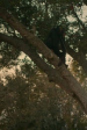 Chimp Crazy S01E04 1080p WEB h264-EDITH EZTV