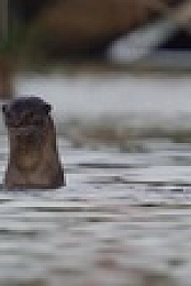 Uptown Otters S01E06 XviD-AFG EZTV