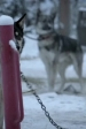 Life Below Zero S09E05 HDTV x264-W4F[eztv]