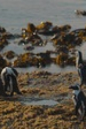 Penguin Town S01E01 1080p WEB H264-BIGDOC EZTV