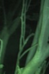 Ghost Dimension Flying Solo S01E02 WEB h264-WaLMaRT EZTV
