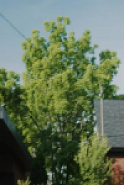Children Ruin Everything S04E02 480p x264-mSD EZTV