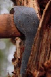 Chefs vs Wild S01E07 720p WEB h264-KOGi EZTV