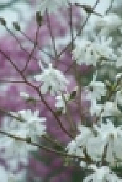 Gardeners World S53E02 WEB H264-iPlayerTV [eztv]