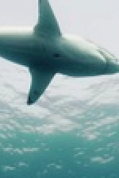 When Sharks Attack S08E01 1080p HEVC x265-MeGusta EZTV