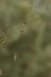 A Cheetahs Pride S01E01 1080p WEB h264-EDITH EZTV