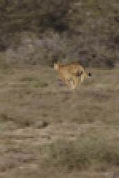 A Cheetahs Pride S01E03 1080p WEB h264-EDITH EZTV