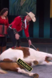Stupid Pet Tricks S01E02 XviD-AFG EZTV