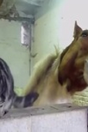 Worlds Funniest Animals S02E01 480p x264-mSD EZTV