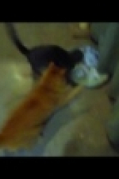 My Cat From Hell S04E08 Chubs WEB x264-GIMINI [eztv]