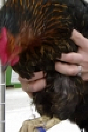 The Pets Factor S04E10 INTERNAL 720p WEB h264-WEBTUBE [eztv]