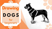 Skillshare - Drawing Dogs: Basic Techniques to Improve Your Canine Illustrations