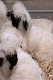 This Farming Life S03E10 480p x264-mSD [eztv]