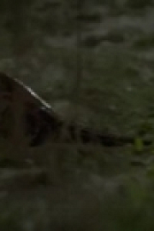 Swamp People S10E15 Voodoo Python 480p x264-mSD [eztv]