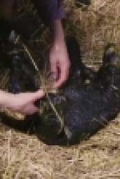 This Farming Life S04E08 XviD-AFG EZTV