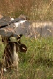 Wild Workers S01E03 1080p WEB H264-CBFM EZTV