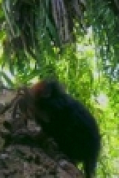 Primates S01E02 WEB H264-iPlayerTV [eztv]