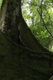 Equators Wild Secrets S01E02 XviD-AFG EZTV