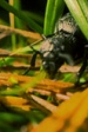 Winterwatch S10E02 720p WEB H264-iPlayerTV EZTV