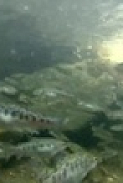 Expedition X S05E05 XviD-AFG EZTV