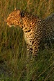 The Leopardess S01E02 XviD-AFG EZTV