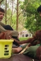 Orangutan Diary Series 1 1of5 720p x264 HDTV EZTV