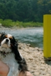The Pack S01E03 720p WEB h264-KOGi EZTV