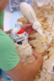 The Big Bake S04E14 XviD-AFG EZTV
