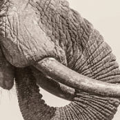 White.Elephant.World.Elephant.Day.2026.FLAC.[16BITS.44.1KHZ]-EICHBAUM