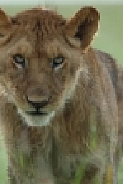 Dynasties S01E03 HDTV x264-PHOENiX EZTV