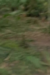 Naked and Afraid S12E01 XviD-AFG EZTV