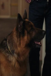Hudson and Rex S06E13 480p x264-mSD EZTV