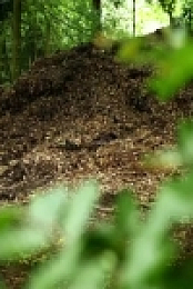 The Beechgrove Garden S42E17 480p x264-mSD EZTV