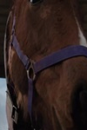 SPCA Rescue 2023 S01E01 480p x264-mSD EZTV