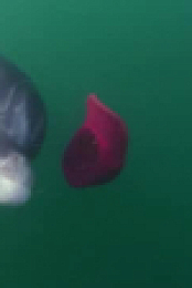 Ocean Stories S01E02 XviD-AFG EZTV