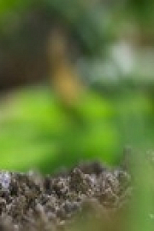 Wild Isles S01E03 480p x264-mSD EZTV
