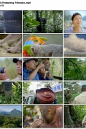 Primates S01E03 Protecting Primates (1280x720p HD, 50fps, soft Eng subs)
