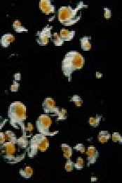 Back from the Brink S01E01 1080p WEBRip x264-CBFM EZTV