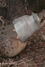 Monster Croc Wrangler Compilations S04E02 480p x264-mSD EZTV