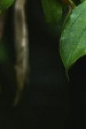 Equators Wild Secrets S01E05 720p HDTV x264-CBFM EZTV