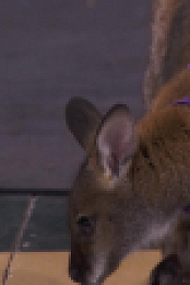 Stupid Pet Tricks S01E05 1080p WEBRip x264-BAE EZTV
