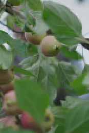 Prue Leiths Cotswold Kitchen S01E01 XviD-AFG EZTV