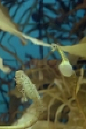 Big Pacific S01E04 WEB h264-CookieMonster[eztv]