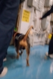 The Pack S01E01 1080p WEB h264-KOGi EZTV