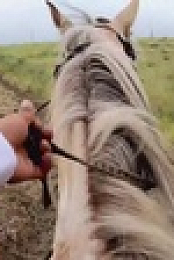Breaking Wild S01E08 XviD-AFG EZTV