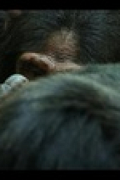Chimp Empire S01E01 XviD-AFG EZTV