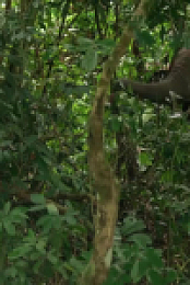 Nature S42E09 Gorilla 480p x264-mSD EZTV