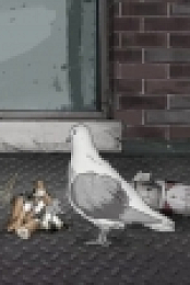 Animals S01E06 720p HDTV x264-KILLERS EZTV