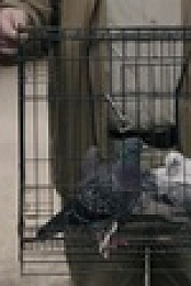 Ghosts 2021 S01E10 XviD-AFG EZTV