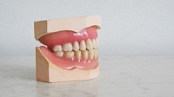 [ FreeCourseWeb ] Udemy - Learn Oral Biology
